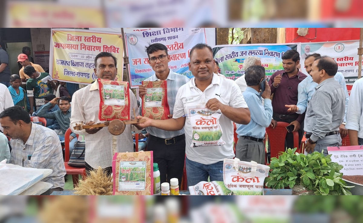 देशभर में बढ़ी लैलूंगा के सुगंधित चावल की मांग; बेंगलुरु से कारगिल तक पहुंचा छत्तीसगढ़ का ‘केलो’ जंवाफूल