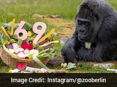 World's Oldest Gorilla, Fatou, Celebrates Her 69th Birthday At Berlin Zoo