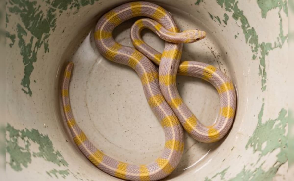 दुर्लभ पीले-सफेद सांप को देखकर सहमे लोग, फॉरेस्ट विभाग ने कहा- 10,000 में एक होता है एल्बिनो स्नैक