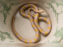 दुर्लभ पीले-सफेद सांप को देखकर सहमे लोग, फॉरेस्ट विभाग ने कहा- 10,000 में एक होता है एल्बिनो स्नैक