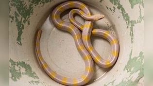 दुर्लभ पीले-सफेद सांप को देखकर सहमे लोग, फॉरेस्ट विभाग ने कहा- 10,000 में एक होता है एल्बिनो स्नैक