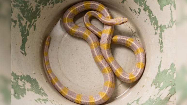 दुर्लभ पीले-सफेद सांप को देखकर सहमे लोग, फॉरेस्ट विभाग ने कहा- 10,000 में एक होता है एल्बिनो स्नैक
