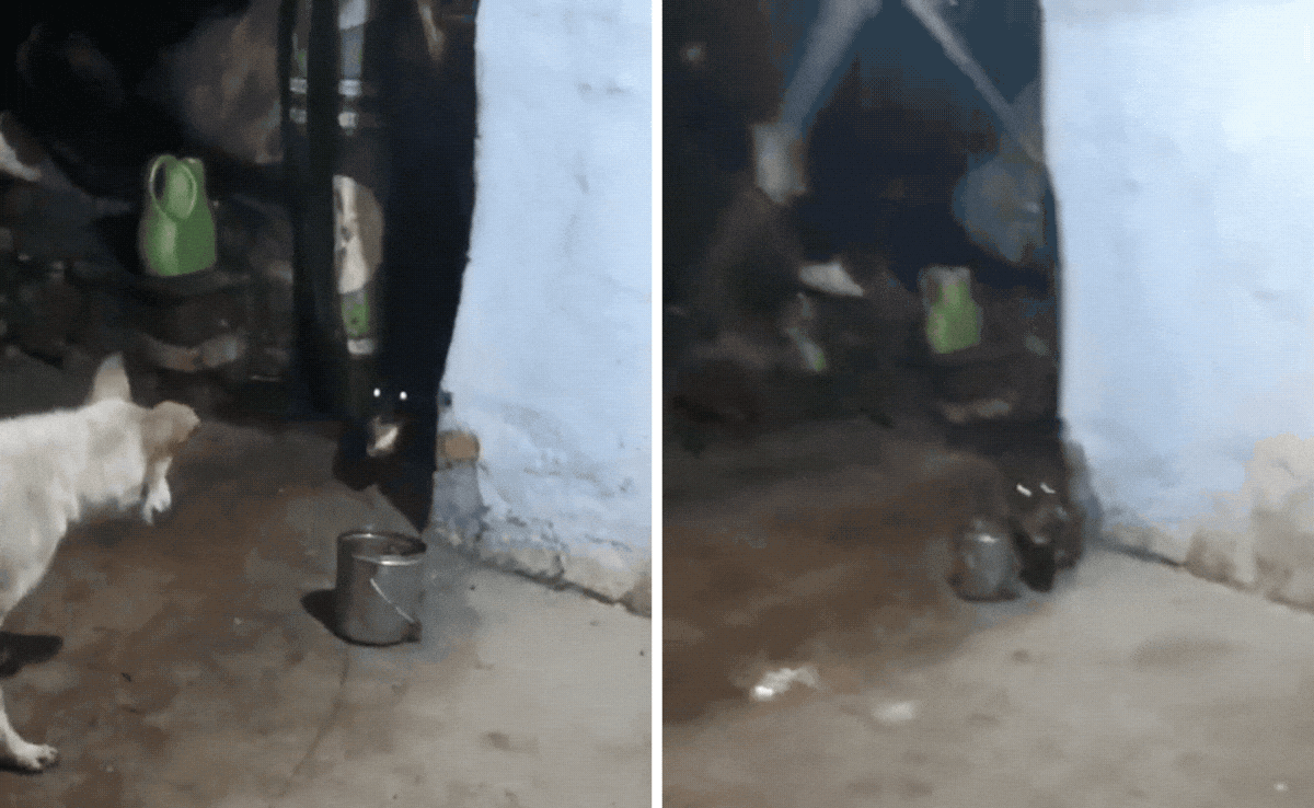 VIDEO: रात के अंधेरे में घर में घुसा मगरमच्छ, पालतू कुत्ते ने किया सामना, परिवार को बचाया