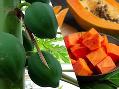 Raw Papaya vs. Ripe Papaya: Which Variety Is Better At Controlling Blood Sugar?
