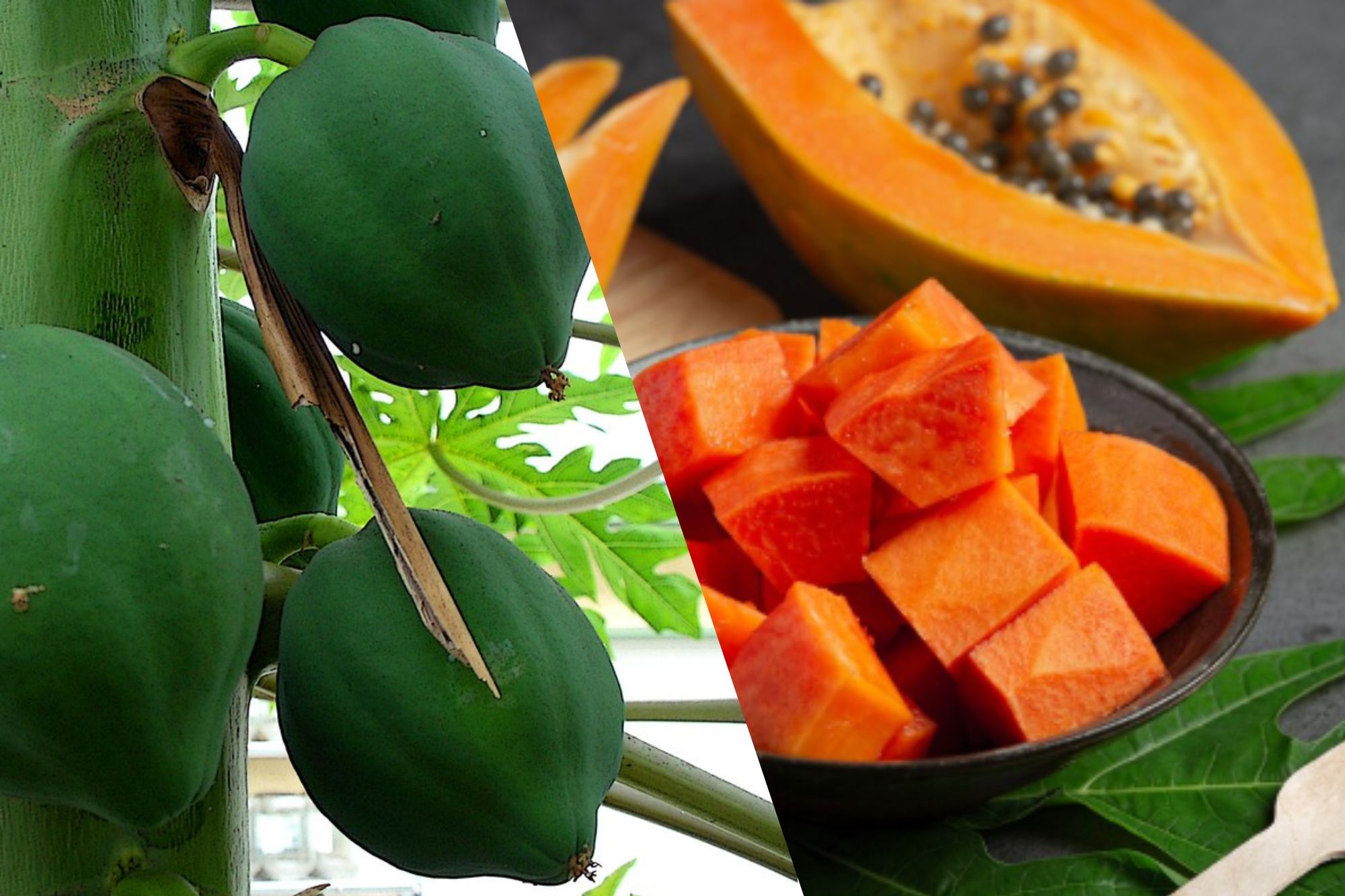 Raw papaya and ripe papaya are known to be beneficial for controlling blood sugar