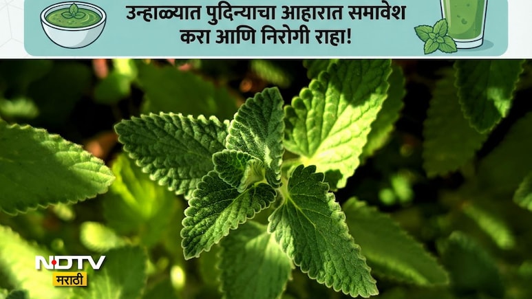 Pudina Benefits: पुदिन्याचे सेवन करणं 9 लोकांसाठी ठरेल वरदान, उन्हाळ्यात पुदिना खाण्याची योग्य पद्धत वाचा