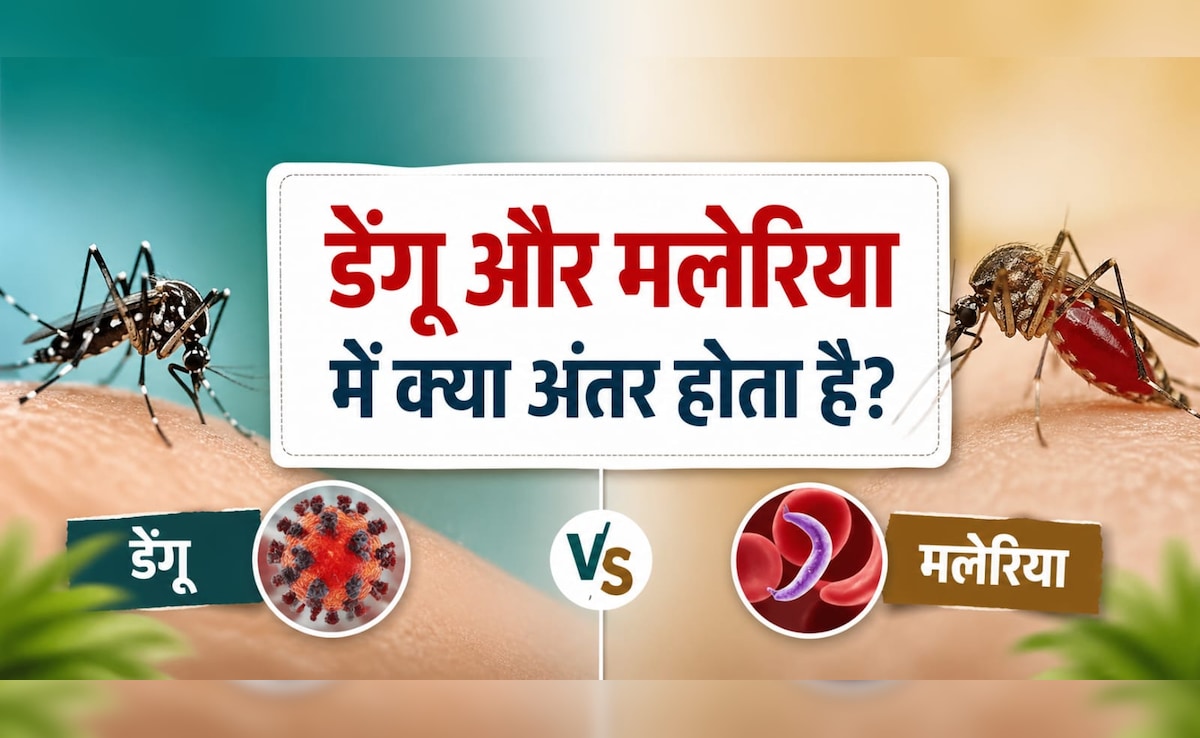 डेंगू और मलेरिया में क्या अंतर होता है? कौन-सा मच्छर फैलाता है डेंगू और मलेरिया? जानिए इलाज, लक्षण और बचाव के तरीके