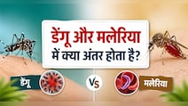 डेंगू और मलेरिया में क्या अंतर होता है? कौन-सा मच्छर फैलाता है डेंगू और मलेरिया? जानिए इलाज, लक्षण और बचाव