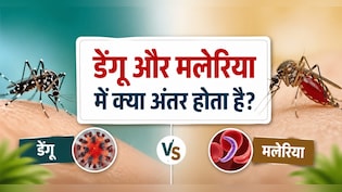 डेंगू और मलेरिया में क्या अंतर होता है? कौन-सा मच्छर फैलाता है डेंगू और मलेरिया? जानिए इलाज, लक्षण और बचाव के तरीके