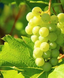 Benefits Of Eating Grapes