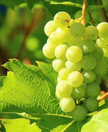 Benefits Of Eating Grapes