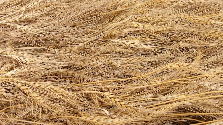 Government Wheat Procurement Plummets 69% To 15.30 Lakh Tonnes