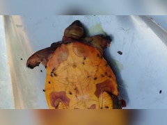 अजमेर में करोड़ों का लालच देकर 12 लाख में बेचा 'नकली' सुनहरा कछुआ, जाल में फंसाने के लिए दिखाते थे वीडियो