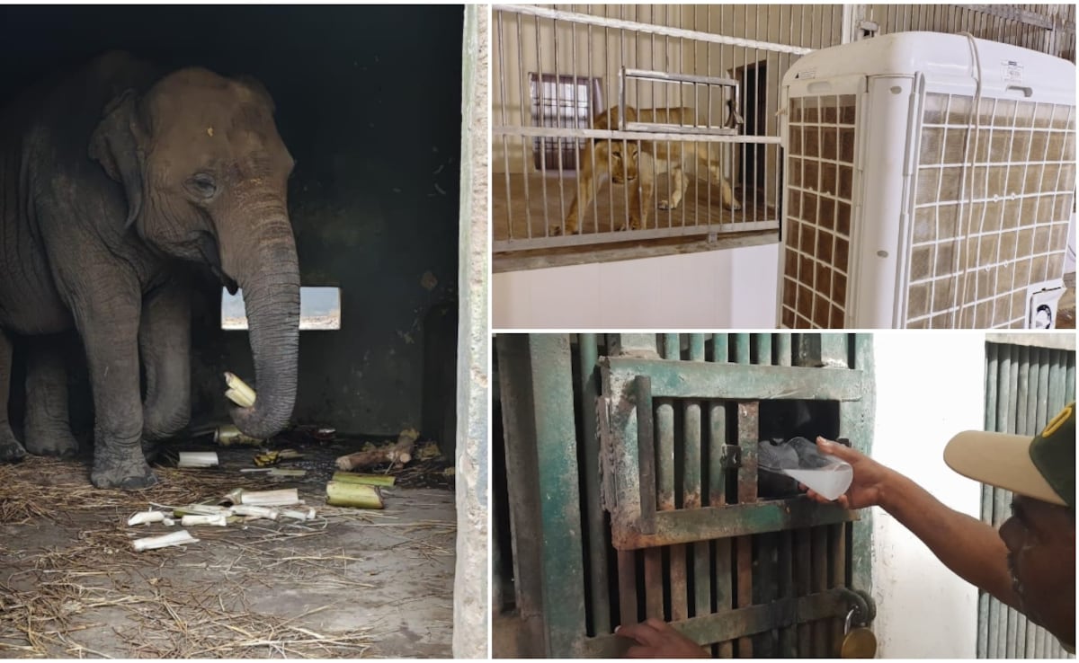 सांपों के लिए AC और चिम्पांजी को नारियल पानी, पटना जू में 'स्पेशल डाइट' के साथ बेजुबानों के लिए VIP इंतजाम