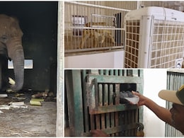 सांपों के लिए AC और चिम्पांजी को नारियल पानी, पटना जू में 'स्पेशल डाइट' के साथ बेजुबानों के लिए VIP इंतजाम