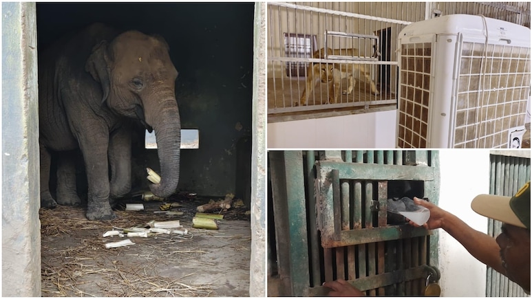 सांपों के लिए AC और चिम्पांजी को नारियल पानी, पटना जू में 'स्पेशल डाइट' के साथ बेजुबानों के लिए VIP इंतजाम