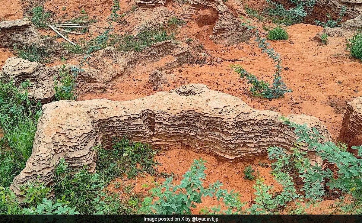 8,000-12,000-Year-Old Fossil Bed Discovered In Tamil Nadu
