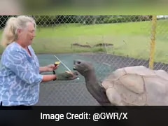 World's Oldest Tortoise Reported Dead, Turns Out To Be Alive