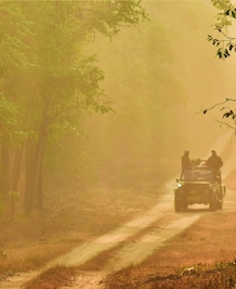 8 Tips For A Safe And Enjoying Jungle Safari