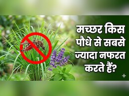 मच्छरों ने काट-काट कर किया बुरा हाल? घर में लगाएं ये 3 पौधे आस-पास नहीं भटकेंगे मच्छर
