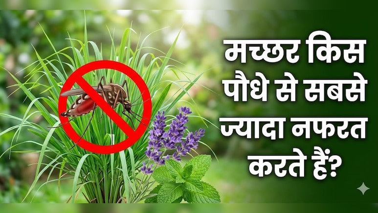 मच्छरों ने काट-काट कर किया बुरा हाल? घर में लगाएं ये 3 पौधे आस-पास नहीं भटकेंगे मच्छर