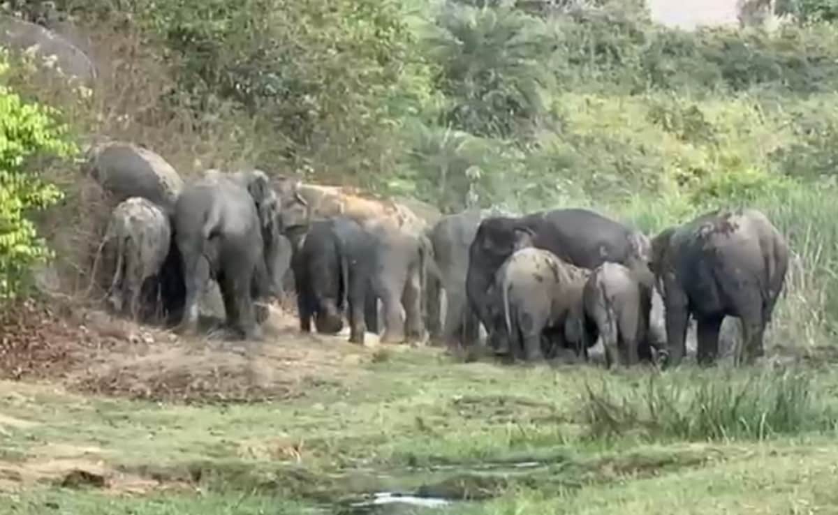 Bihar: नवादा जिले में हाथियों के आतंक से खौफ में ग्रामीण, डेढ़ महीने से मची दहशत, सामने आई 5 बड़ी वजहें
