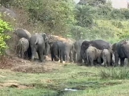 Bihar: नवादा जिले में हाथियों के आतंक से खौफ में ग्रामीण, डेढ़ महीने से मची दहशत, सामने आई 5 बड़ी वजहें