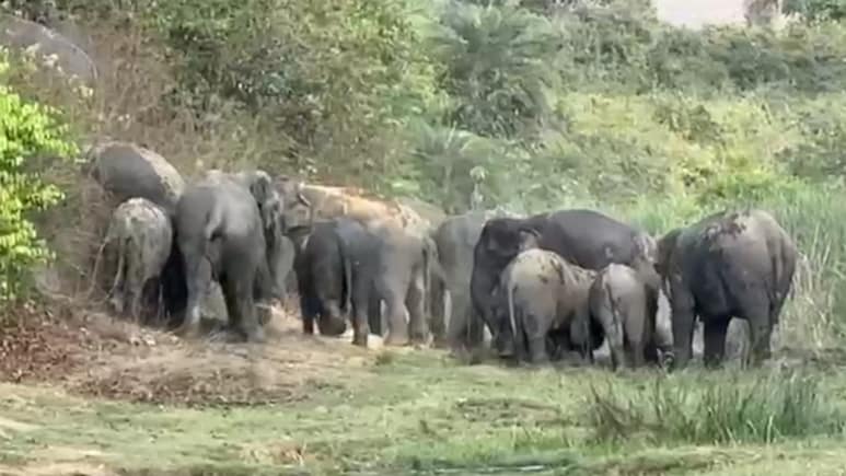 Bihar: नवादा जिले में हाथियों के आतंक से खौफ में ग्रामीण, डेढ़ महीने से मची दहशत, सामने आई 5 बड़ी वजहें