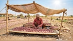 हीट वेव के प्रकोप से सड़ ना जाए प्‍याज, क‍िसान ने बताया कैसे सुरक्ष‍ित करें खेतों में उगी प्‍याज को