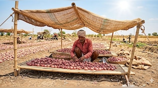 हीट वेव के प्रकोप से सड़ ना जाए प्&zwj;याज, क&zwj;िसान ने बताया कैसे सुरक्ष&zwj;ित करें खेतों में उगी प्&zwj;याज को