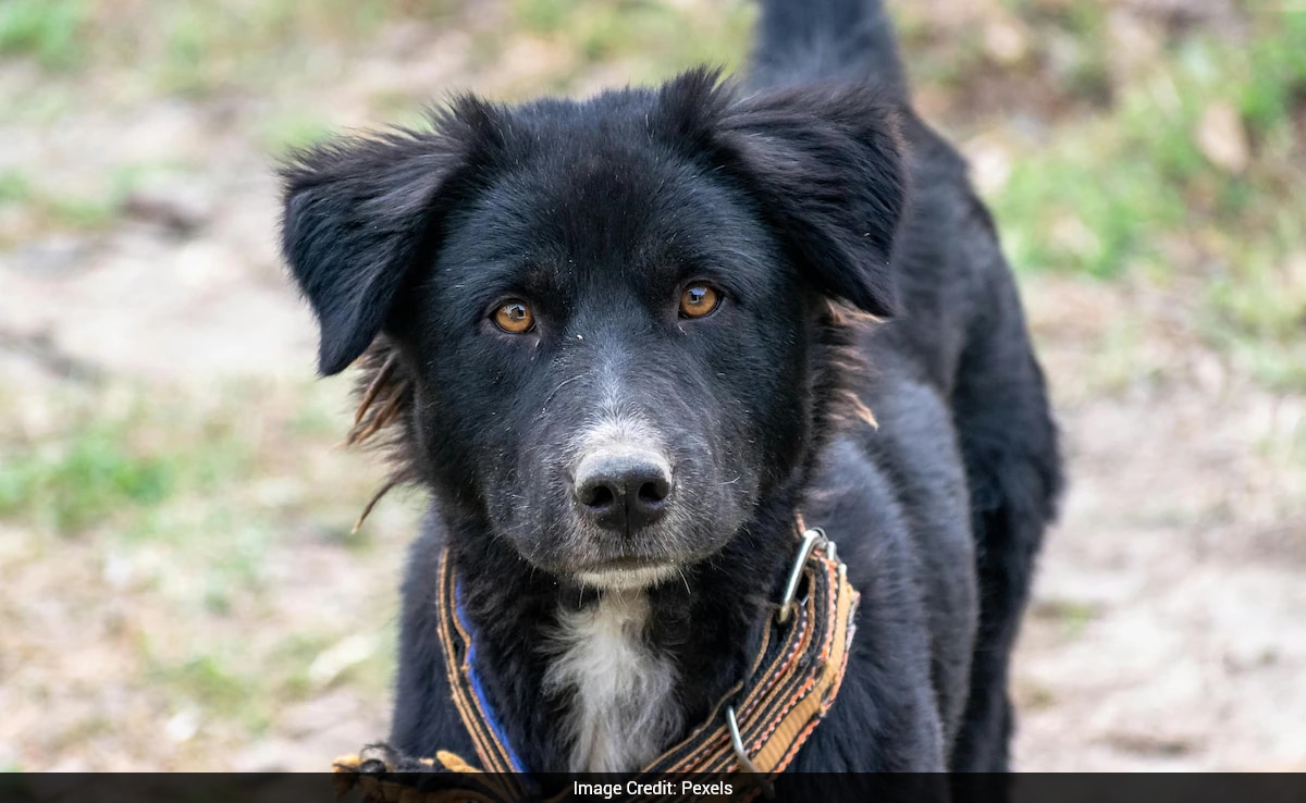 Chinese Woman Quits Job, Fights 3-Year Legal Battle After Pet Dog Poisoned By Neighbour Chinese Woman Quits Job, Fights 3-Year Legal Battle After Pet Dog Poisoned By Neighbour