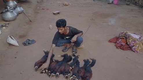 रील के चक्कर में जेल: 9 विशाल गिलहरियों का शिकारी धराया, सोशल मीडिया बना सबूत
