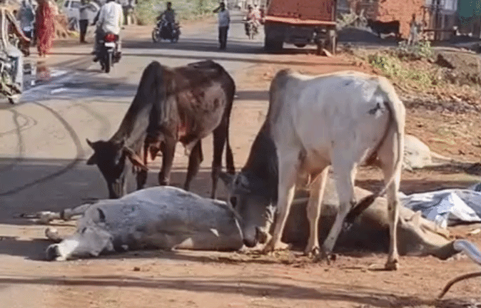 VIDEO: जानवरों का असीम प्रेम! सड़क हादसे में हुई गायों की मौत, उठाने की कोशिश करता रहा बैल