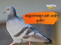 बालकनीतील कबुतरांच्या त्रासाने हैराण आहात?  या 'स्मार्ट' ट्रिक्स वापरून त्यांना लावा कायमचे पळवून
