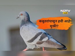 बालकनीतील कबुतरांच्या त्रासाने हैराण आहात?  या 'स्मार्ट' ट्रिक्स वापरून त्यांना लावा कायमचे पळवून