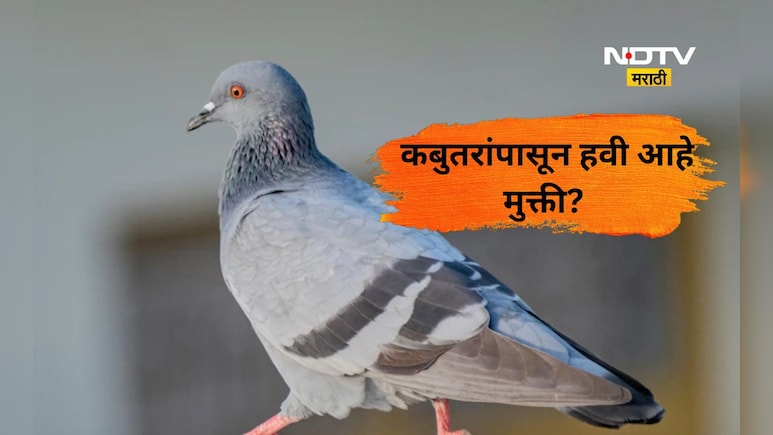 बालकनीतील कबुतरांच्या त्रासाने हैराण आहात?  या 'स्मार्ट' ट्रिक्स वापरून त्यांना लावा कायमचे पळवून