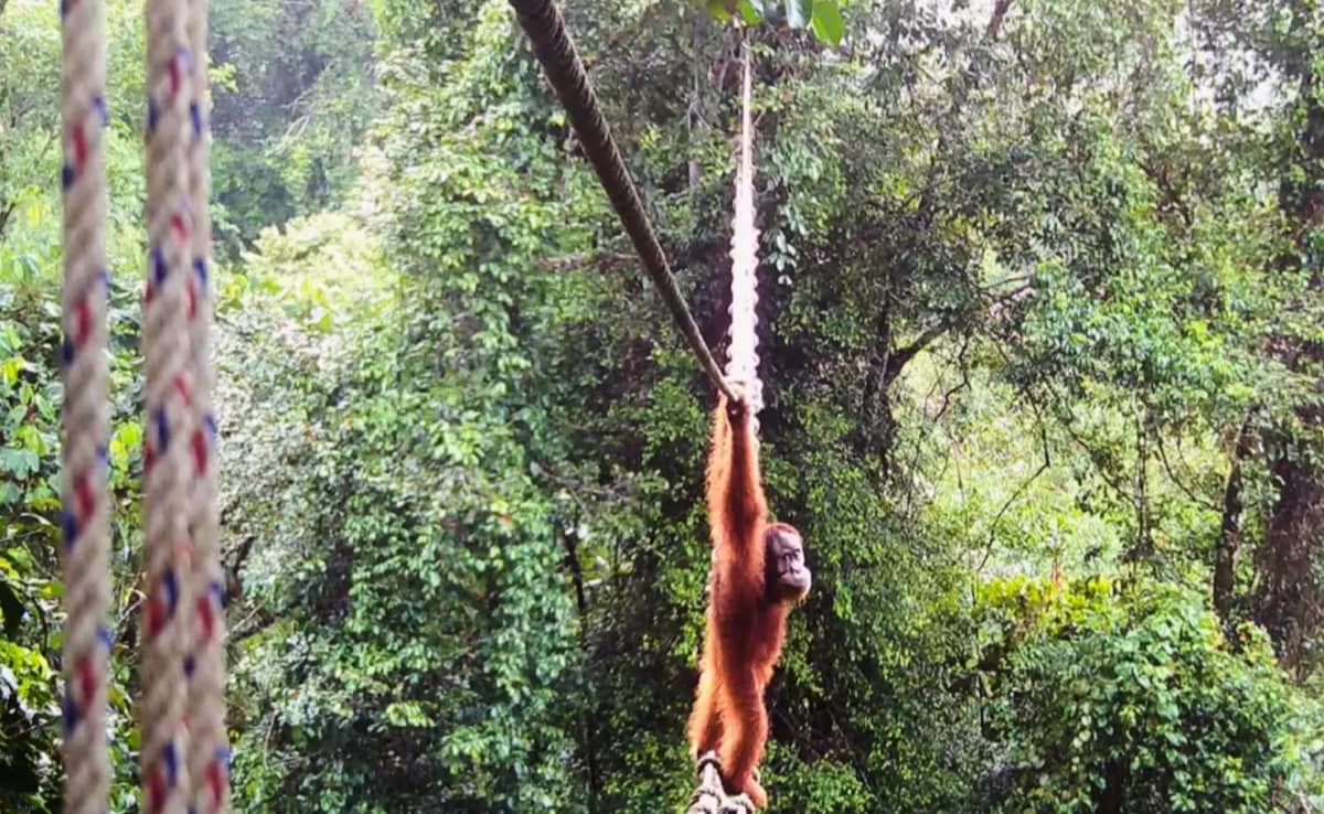 इंडोनेशिया के जंगल में घटी अनोखी घटना, इस जानवर ने रस्सी के पुल से पार की सड़क