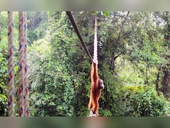 इंडोनेशिया के जंगल में घटी अनोखी घटना, इस जानवर ने रस्सी के पुल से पार की सड़क