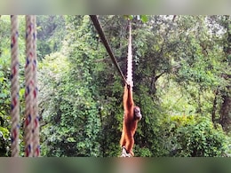 इंडोनेशिया के जंगल में घटी अनोखी घटना, इस जानवर ने रस्सी के पुल से पार की सड़क