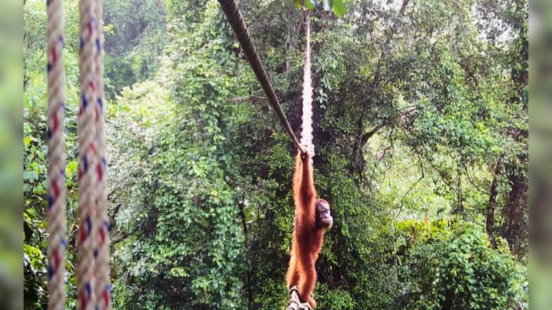 इंडोनेशिया के जंगल में घटी अनोखी घटना, इस जानवर ने रस्सी के पुल से पार की सड़क