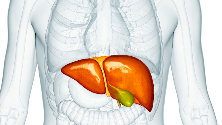 Liver Damage : रात्रीच्या वेळी लिव्हर डॅमेजची दिसतात लक्षणं, अजिबात दुर्लक्ष करू नका, डॉक्टरांनी दिले संकेत