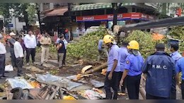 Woman Killed After Tree Falls On Her During Unseasonal Rain In Pune