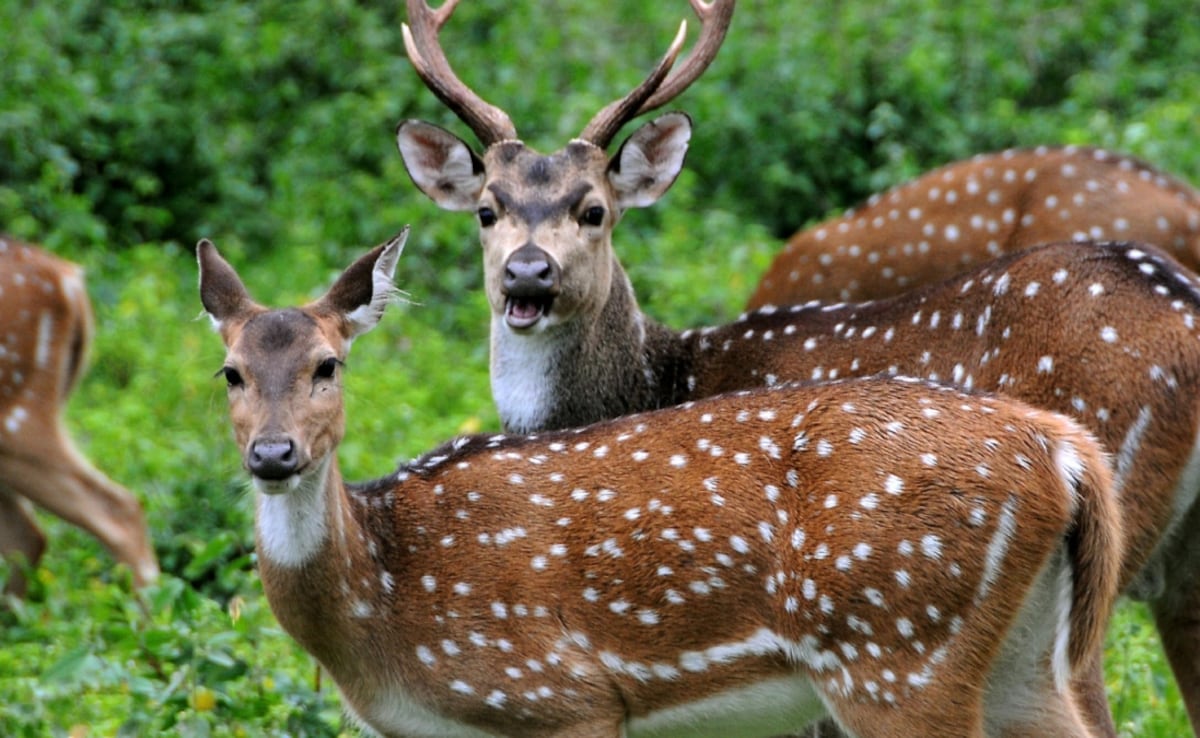 'सिर्फ 38 हिरण रहेंगे दिल्ली, बाकी सबको भेजिए राजस्थान' सुप्रीम कोर्ट के आदेश के बाद हिरणों को इन दो टाइगर रिजर्व भेजने की तैयारी