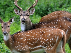 'सिर्फ 38 हिरण रहेंगे दिल्ली, बाकी सबको भेजिए राजस्थान' सुप्रीम कोर्ट के आदेश के बाद हिरणों को इन दो टाइगर रिजर्व भेजने की तैयारी