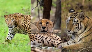 जब टाइगर, लेपर्ड और चीते की मिली नजरें तो क्या हुआ? रणथंभौर का ये वीडियो कर देगा रोमाचिंत