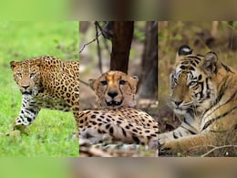 जब टाइगर, लेपर्ड और चीते की मिली नजरें तो क्या हुआ? रणथंभौर का ये वीडियो कर देगा रोमांचित