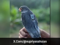 Amur Falcons Begin 5,000Km Return Journey From Africa To India