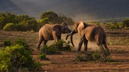 Which Place Is Known As The Wildlife Capital Of The World?