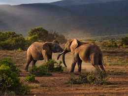 Which Place Is Known As The Wildlife Capital Of The World?