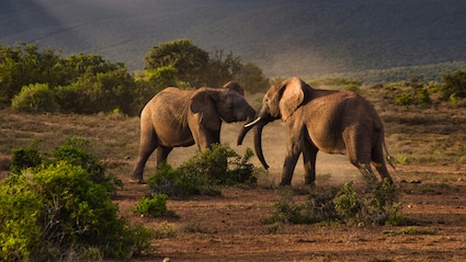 Which Place Is Known As The Wildlife Capital Of The World?